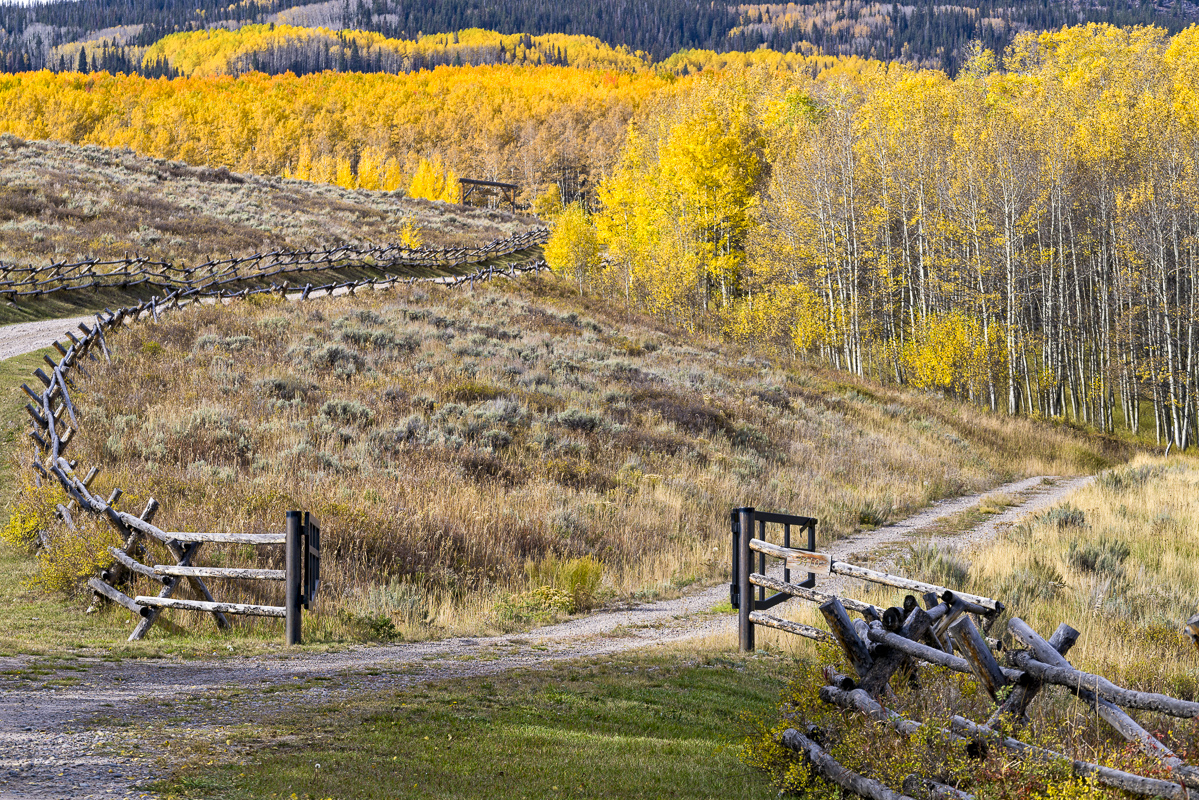 A quiet trail through the aspens