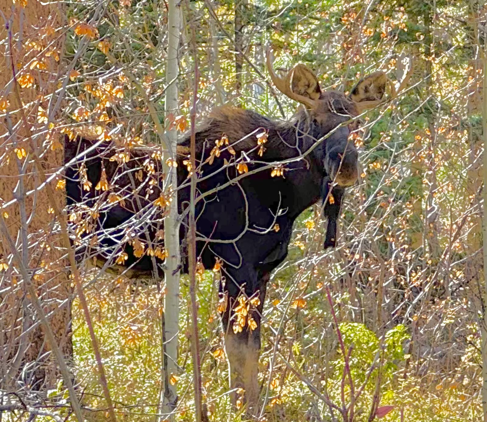 A quiet encounter in the aspens