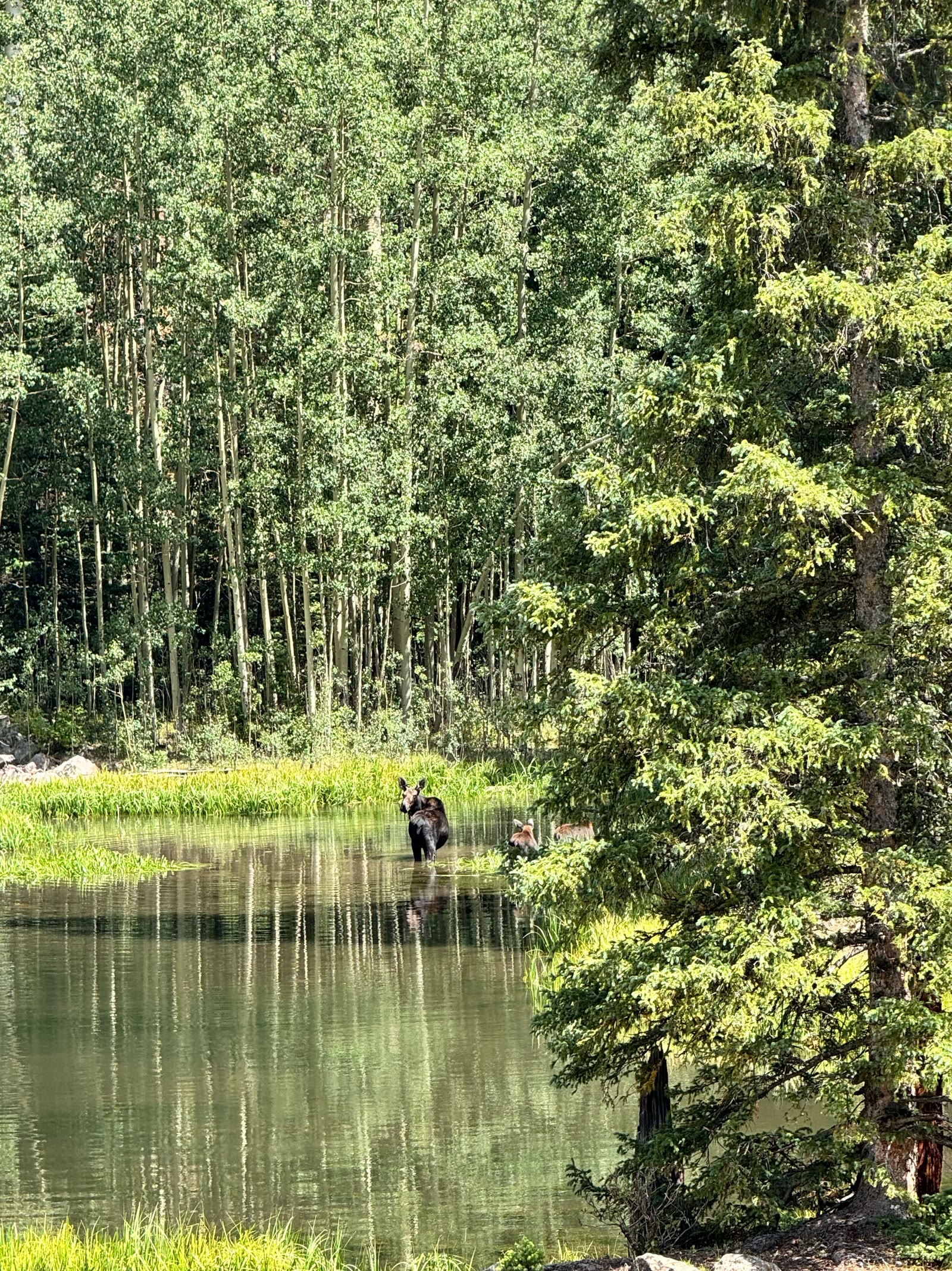 Moose at the pond